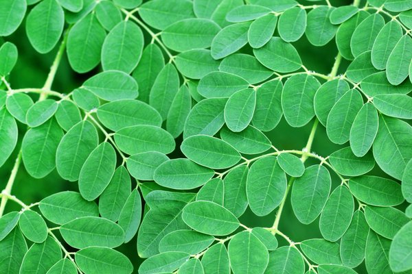 Moringa powder 1